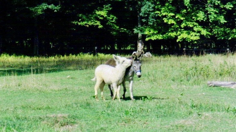 1999-donkeys-Trail-Blazers